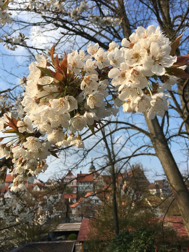Was tun wir in Bietigheim-Bissingen für den Klimaschutz?